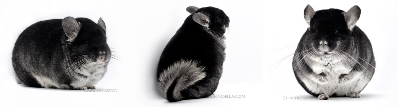 Black Velvet Chinchillas